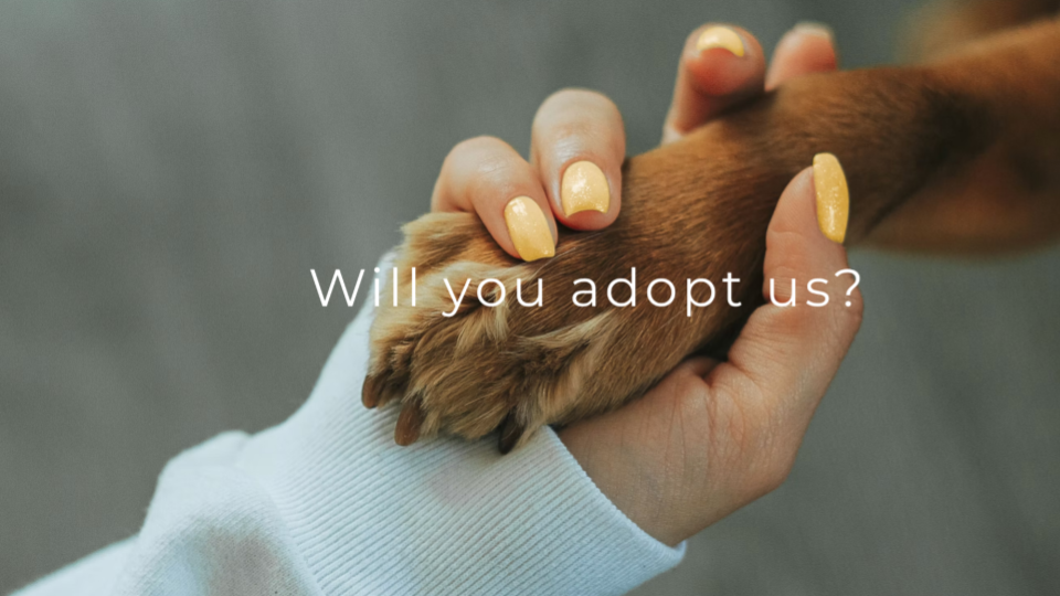 Perros rescatados representando al equipo de Adoption.